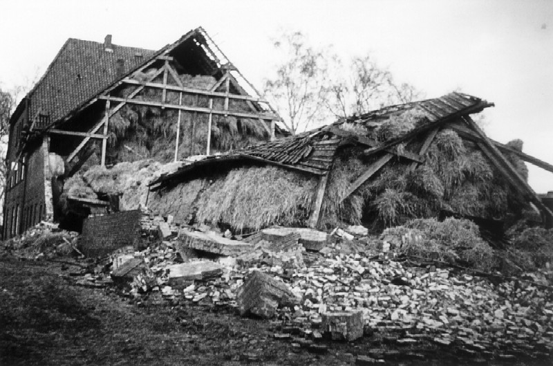 1972: Nur wenige Tiere überlebten den Einsturz des Stallgebäudes am Neuengammer Hausdeich nach einem schweren Sturm.